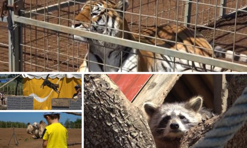Realta’ calabresiImmerso nella natura tra tigri, leoni e canguri: inaugurato il parco La mia vita è uno zoo