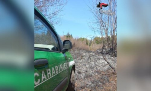 Il rogoIncendio a Serra San Bruno, in fiamme area boschiva protetta: denunciate 4 persone