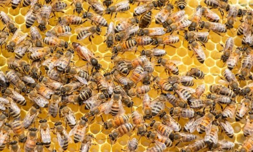 RicettazioneAvevano in auto arnie con miele e api rubate e dal valore di 70mila euro: denunciati