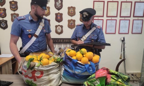 Santa SeverinaBeccati a rubare arance in un terreno privato: arrestate due persone nel Crotonese