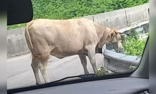 Mobilita’ in CalabriaSuperstrada delle Terme, traffico bloccato da... una mucca