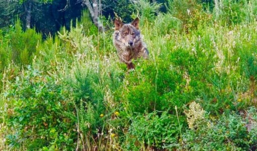 Il lupo fotografato in località Coria di Simbario (foto postata da Luigi Barbara nel gruppo Facebook di Simbario)