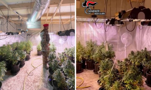 L’operazionePalmi, 60 piante di marijuana e armi illegali nascoste in un seminterrato: arrestate 2 persone