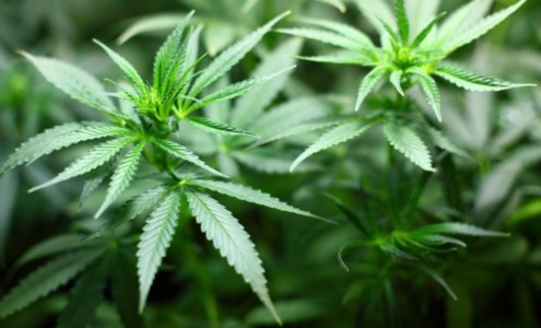 DrogaColtivano 117 piante di marijuana a Cardeto, arrestati cinque giovani reggini