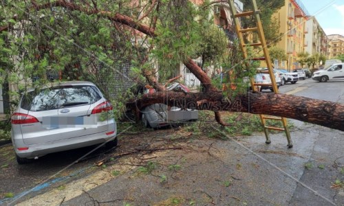 MaltempoAuto distrutta da un albero a Cosenza, i residenti: «Abbiamo paura, dobbiamo aspettare la tragedia?»
