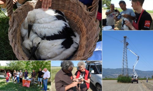 Il monitoraggioCicogne in Calabria, registrati 43 piccoli esemplari tra la Valle del Crati e la Piana di Sibari