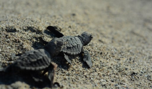 Prima schiusa di tartarughe marine nella Locride, lo spettacolo nella notte a Camini