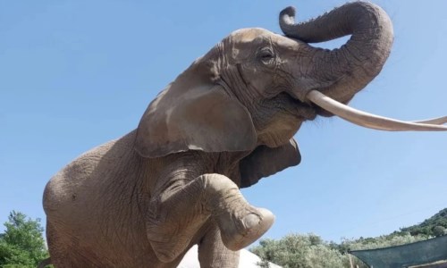 L’elefante ospitato allo zoo di Maida (foto Facebook)