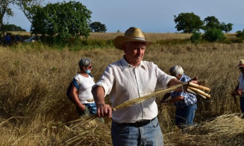 A Falerna “Le vie del grano”, l’antica arte della mietitura per riscoprire le tradizioni e produrre futuro
