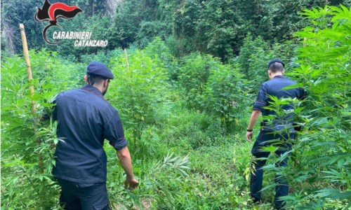Il blitzScovate e sequestrate 400 piante di marijuana a Gizzeria: arrestate 4 persone dopo una serie di appostamenti