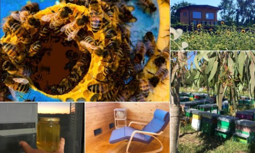 Il ronzio delle api rilassante come la risacca del mare, nel Vibonese nuove frontiere terapeutiche
