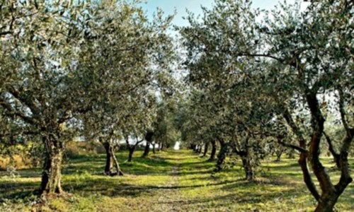 PericoloSiccità, in Calabria danni a 30% colture olivicole: «Si teme anche per agrumi e ortaggi»