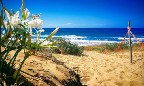 Il bosco e la spiaggia di Sovereto: un paradiso naturale dove fioriscono i gigli marini