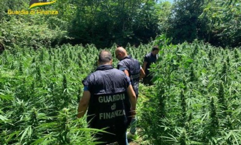 Scoperta piantagioneLamezia, sequestrate oltre 600 piante di marijuana: indagini per risalire ai responsabili