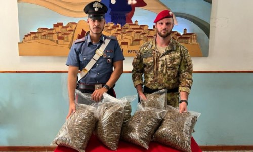 Il sequestroColtivavano marijuana nel Crotonese, tre arresti: c’è anche un consigliere comunale