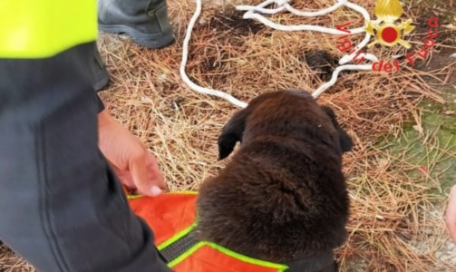 L’interventoCatanzaro, cane anziano e cieco cade in un pozzo: salvato dai vigili del fuoco