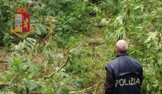 Sequestrata una piantagione di marijuana nel Vibonese, scoperte 350 piante