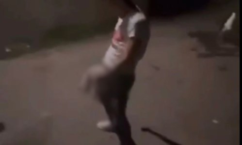 Violenza inauditaOrrore nel Reggino, seviziano un gattino e poi lo lanciano: il video pubblicato sui social