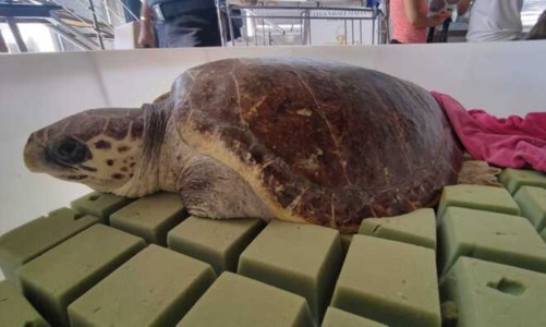 La tartaruga Fatima poco prima di essere rimessa in mare - foto ansa
