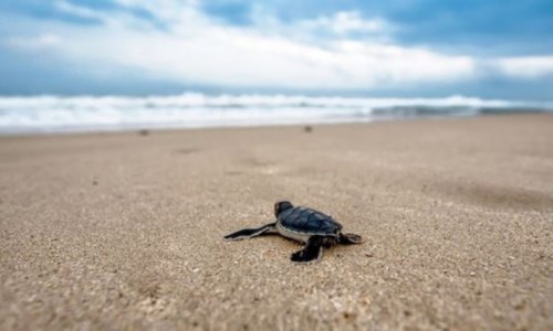 L’appelloPulizia spiagge, Wwf Calabria: «No mezzi meccanici a tutela dei nidi di tartaruga e fratino»