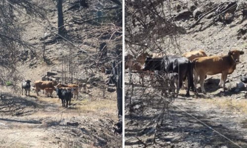 Vacche sacre nelle zone distrutte dal fuoco