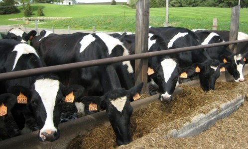 RincariIl caro bollette mette a rischio le stalle da latte: una su 10 rischia di chiudere