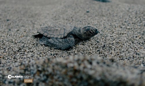 Miracolo della vita sulle spiagge reggine, ecco come nascono le tartarughe Caretta caretta