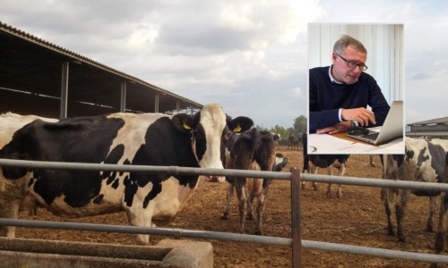 L’intervistaIl latte calabrese si tinge di rosso: «Mucche abbattute perché ora costa troppo mantenerle»