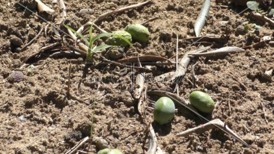 Cambiamenti climaticiIl maltempo devasta aziende agricole nel Reggino, Condifesa: «Grandine e forte vento danneggiano anche le olive»