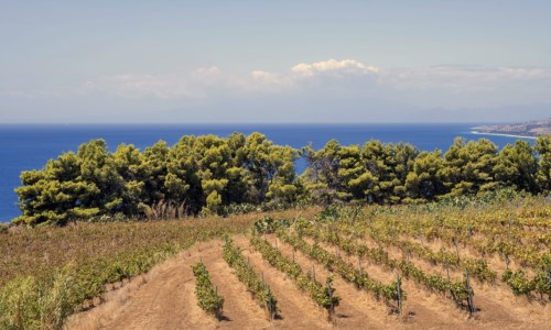 Calabria terra di vini, ecco sei cantine da non perdere tra degustazioni e meravigliosi scorci