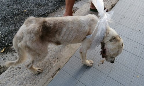 Il cane abbandonato a Parghelia