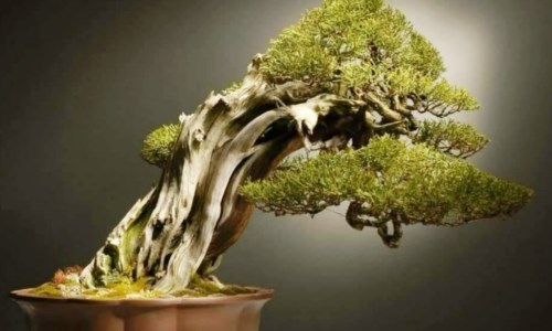 Cultura orientaleA Catanzaro la mostra nazionale dedicata all’arte dei bonsai