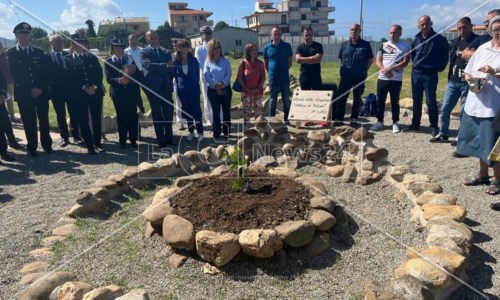 Nuova vitaReggio Calabria, piantato albero di Giovanni Falcone: sarà il primo a crescere in un carcere