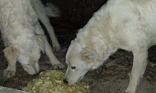I due cani uccisi a Cassano, foto delle associazioni animaliste