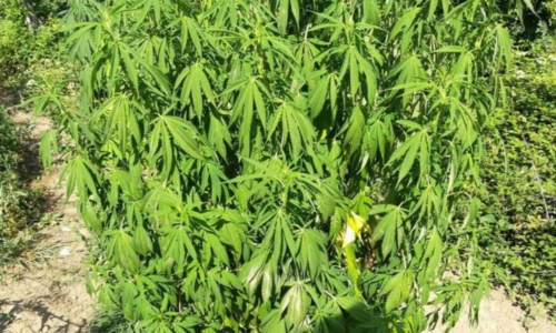Controlli delle Fiamme gialleVibo Valentia, sequestrata una vasta piantagione di cannabis: all’interno più di 10mila piante