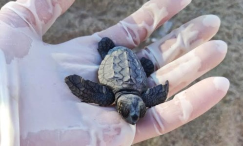 I dati LegambienteLe tartarughe marine amano i lidi del Sud: la Calabria meta preferita per la nidificazione