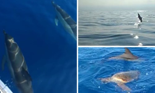 Calabria da scoprireSpettacolo al largo di Lamezia: avvistato un gruppo di delfini rari durante una battuta di pesca-Video