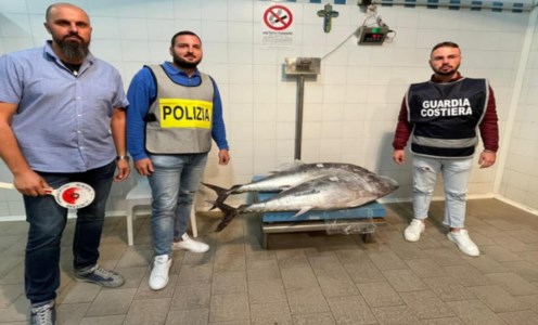 Pesca illegaleA Cirò Marina sequestrati 190 chili di prodotto ittico non tracciato: multa da 1500 euro per il trasportatore