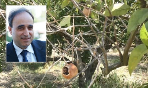 Economia in crisiCaldo e carenza d’acqua, Aceto (Coldiretti): «Danni enormi, a rischio le produzioni di olive e agrumi»