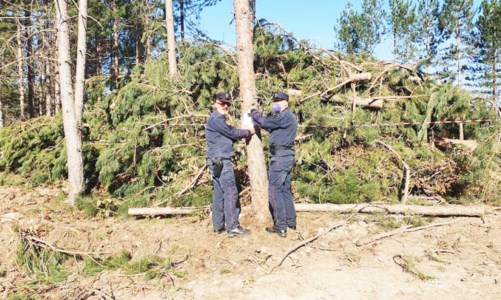 Sfregio ambientaleOltre 500 alberi tagliati abusivamente in Sila: 3 denunce e 20mila euro di multa