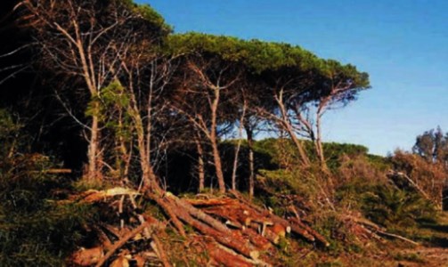 Tagli illegittimiAbbattuti 50 alberi all’interno della pineta di Pizzo: scatta il sequestro dell’area