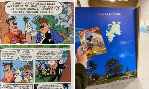 Da conservareTopolino arriva sul Pollino per investigare sul pino loricato: la Calabria nell’ultimo numero del fumetto Disney
