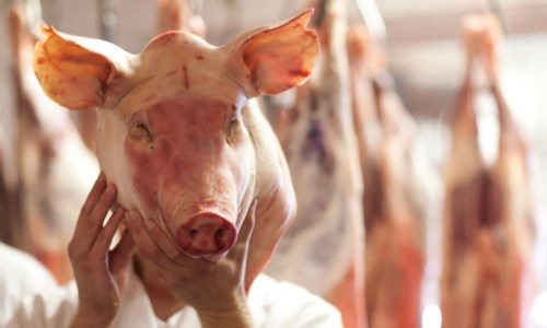L’inchiesta di Milano‘Ndrangheta fai-da-te, testa di maiale comprata in macelleria (con tanto di scontrino) per mettere in riga chi sgarrava