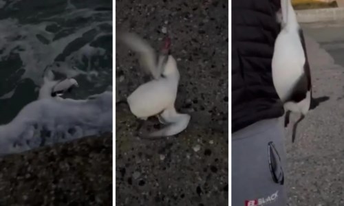 Triste episodio«Pazzesco, ’nu pinguinu a Bovalinu»: il video della gazza di mare all’amo fa il giro del web, la denuncia del Wwf