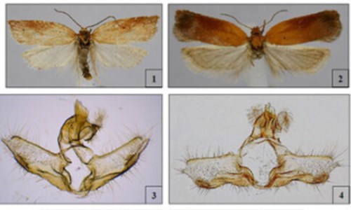 La scopertaAcleris silana: identificata una nuova specie d’insetto in Calabria