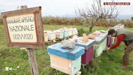 LaC storieLascia il lavoro di operaio edile per l’apicoltura: il sogno realizzato di Vincenzo e Rita