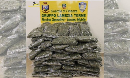 I controlliMaxi sequestro di droga nel Lametino, la finanza scopre 50 kg di marijuana e arresta un uomo nel Reggino