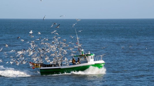 PescaDue bandi da 3,3 milioni di euro emanati dalla Regione Calabria per le Pmi ittiche
