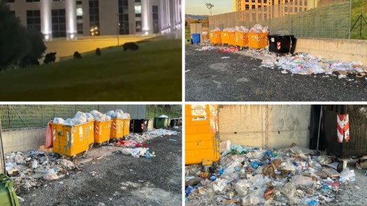 I cinghiali e i cumuli di rifiuti fuori della Cittadella regionale