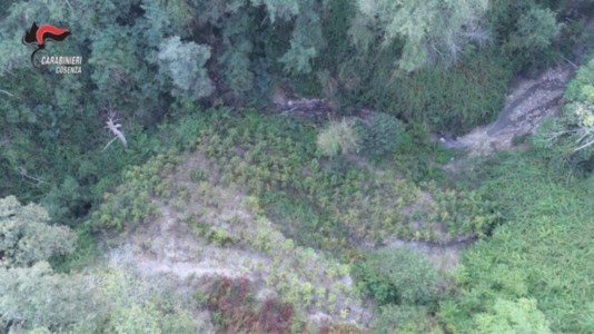 I controlli del territorioDroga nel Cosentino, scoperta piantagione di cannabis indica di mille metri quadrati: due arresti